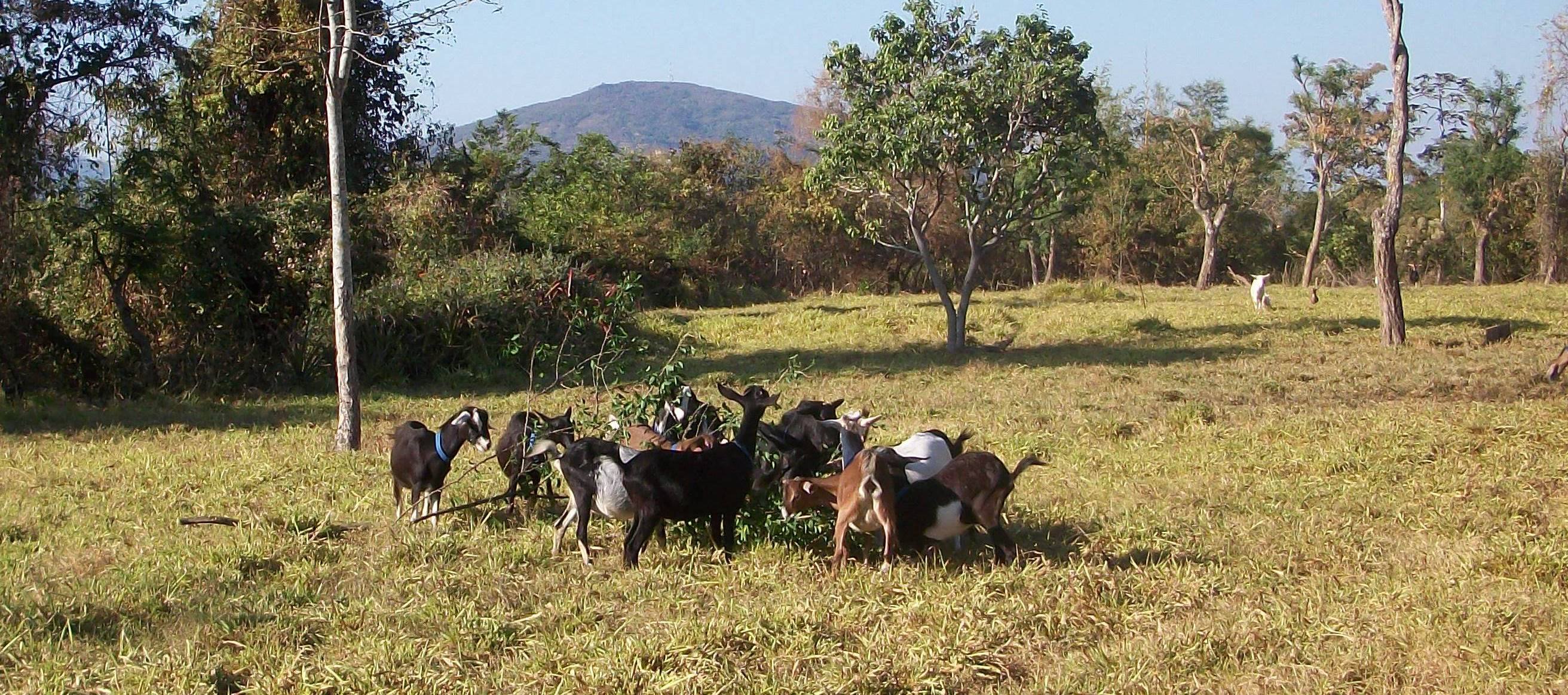 Granja El Salvador